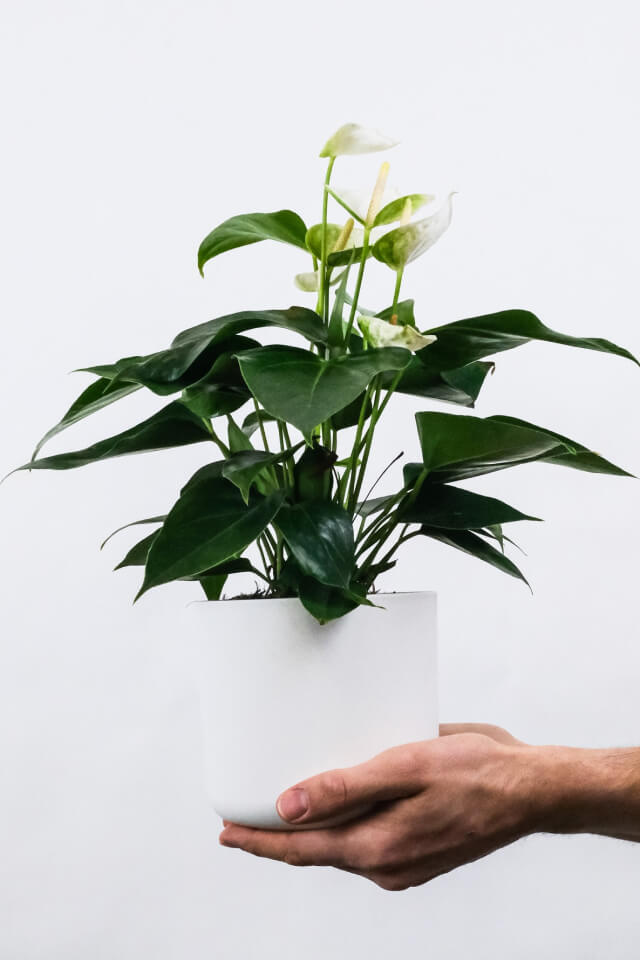 Golden Pothos Pole - obrazek 2