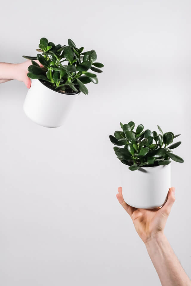 Ficus Decora Burgundy - obrazek 2