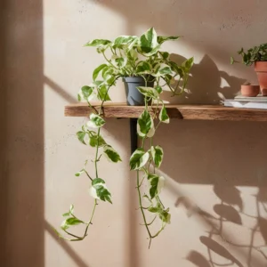 Epipremnum N'Joy" 6cm"