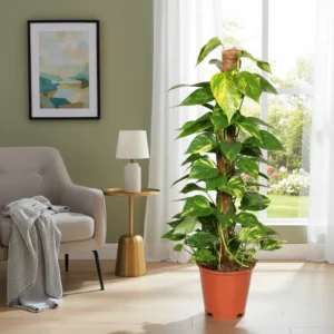 Epipremnum Złociste Aureum" na PALU 19cm"