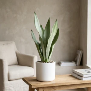 Sansevieria Moonshine" 17cm"