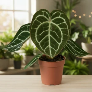 Anthurium Crystallinum ~ 30cm