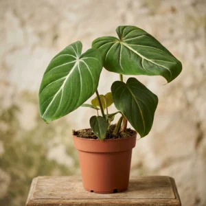 Philodendron Gloriosum" ~ 25cm"