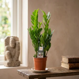 Zamioculcas Zamiifolia Zamiokulkas Zamiolistny ~ 55cm