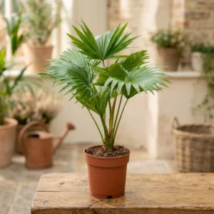 Livistona Rotundifolia" 14cm"