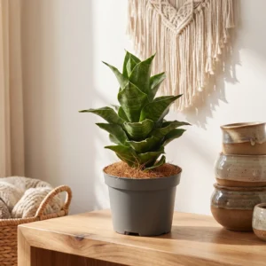 Sansevieria Mahanakorn" 9cm"