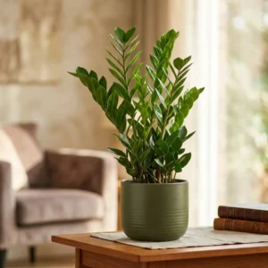 Zamioculcas Zamiifolia Zamiokulkas Zamiolistny ~ 60cm