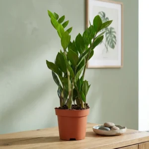 Zamioculcas Zamiifolia Zamiokulkas Zamiolistny ~ 40cm