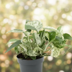 Epipremnum Marble Variegata" 12cm"
