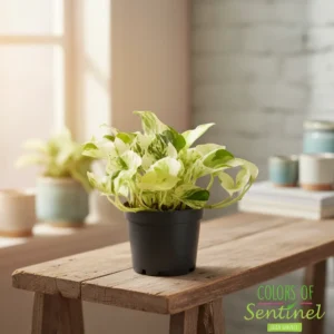 Epipremnum Happy Leaf" 12cm"